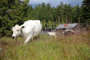 Svedbovallen
