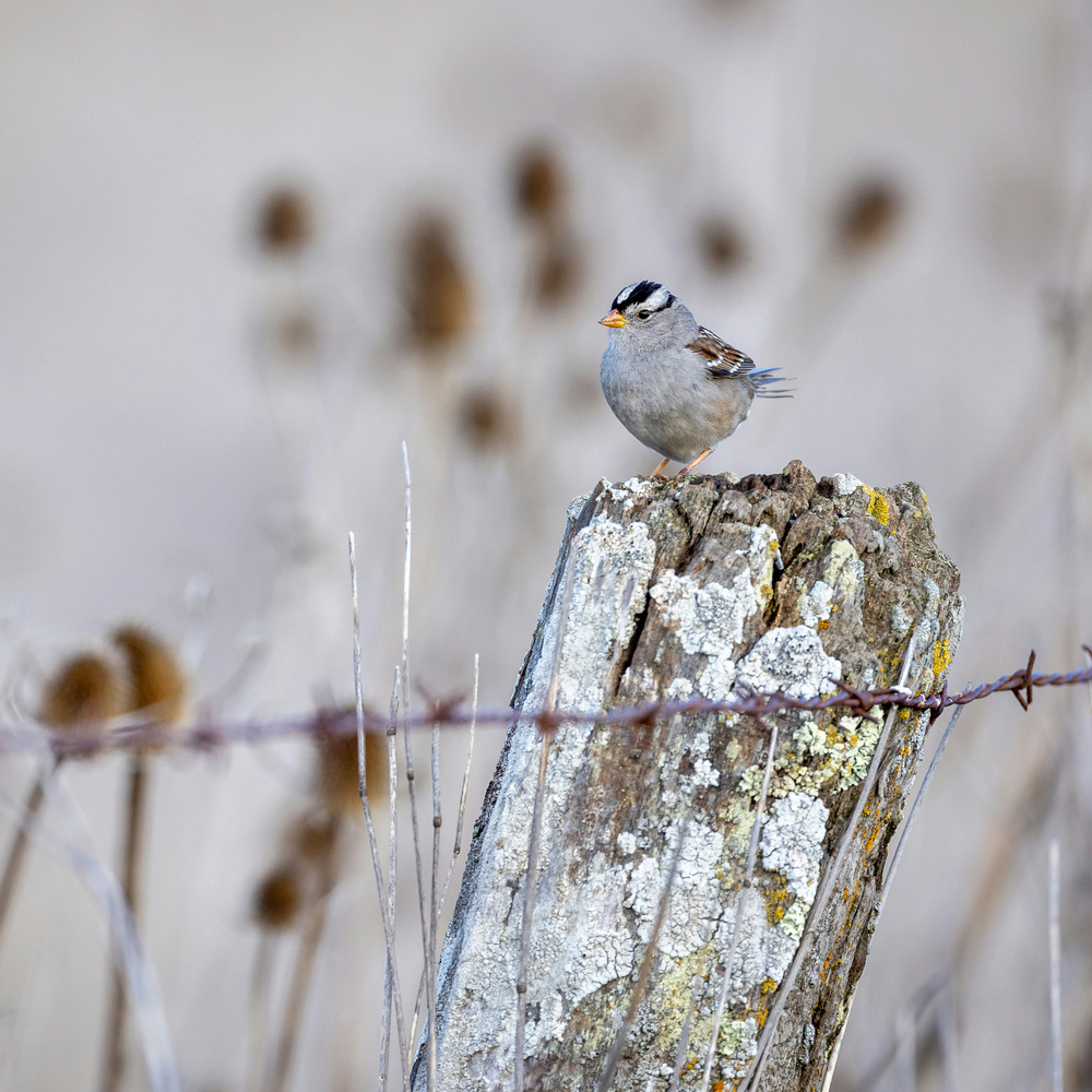 Helig mark – heligt liv, en kristen miljökonferens