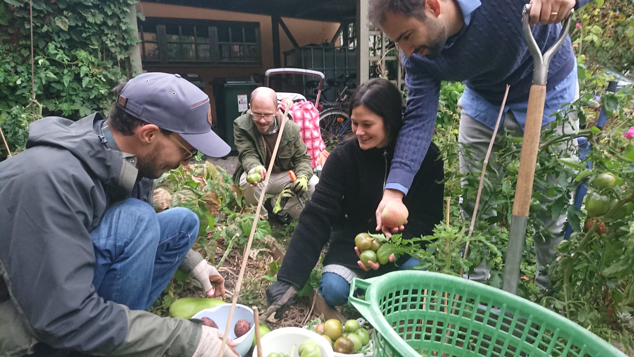 Fyra personer skördar gröna tomater tillsammans i en trädgård och lägger dem i korgar och hinkar.