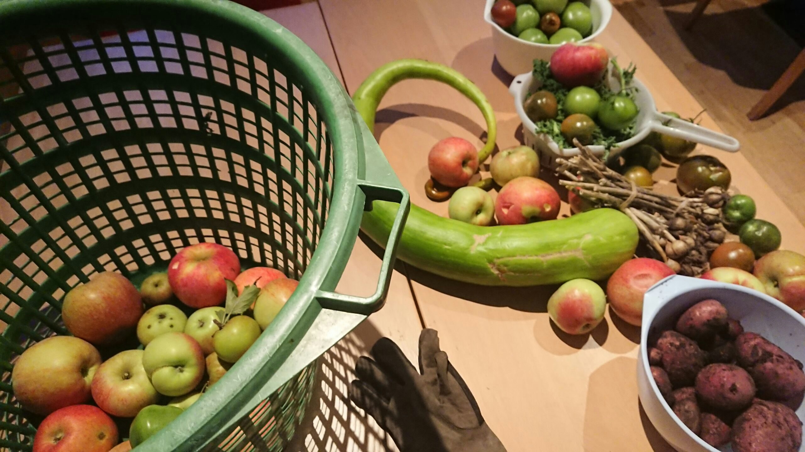 Olika sorters nyskördade frukter och grönsaker på ett bord med korgar, handskar och en stor grön squash.
